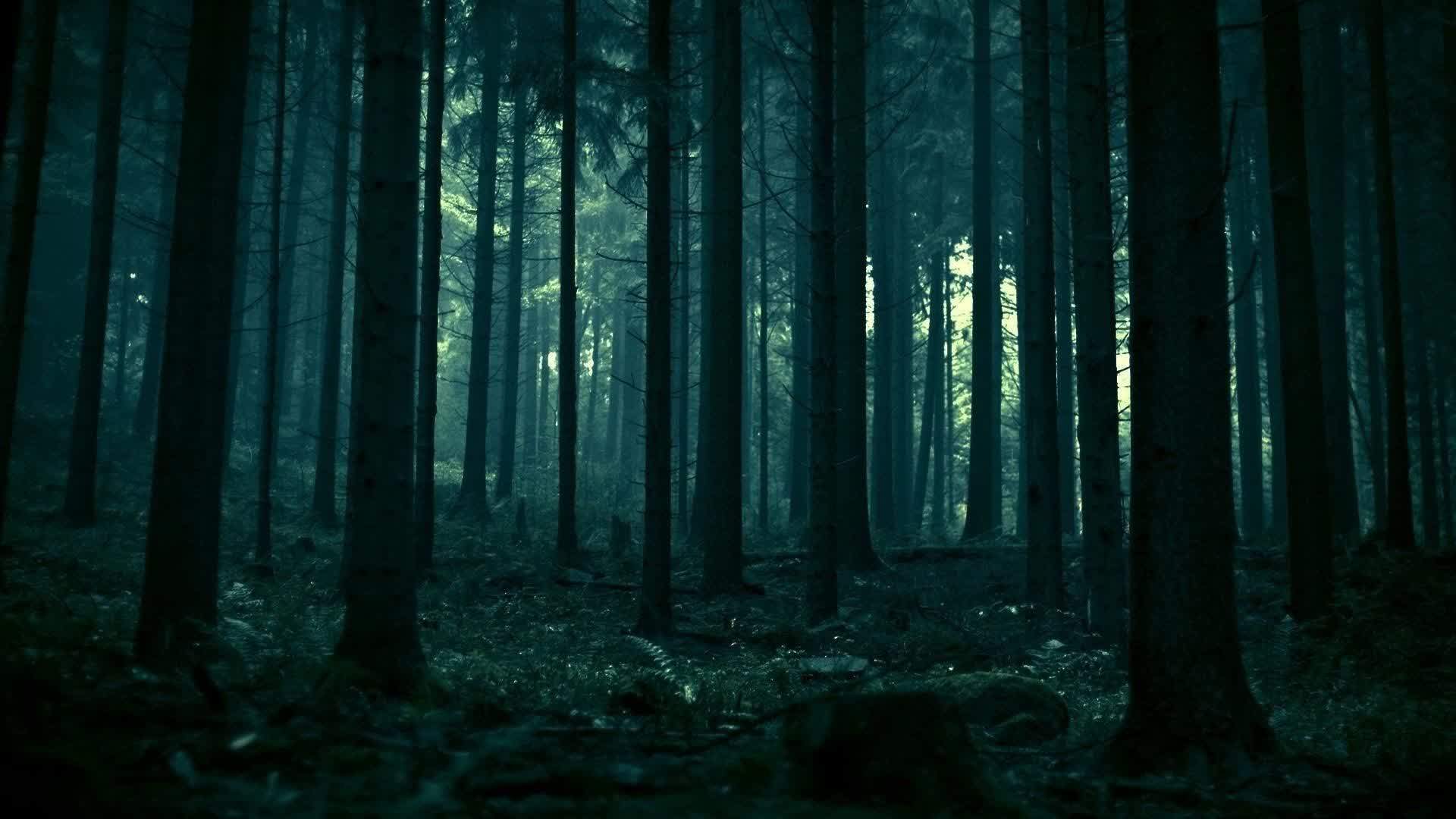 The Forest Witch Returns - HORROR