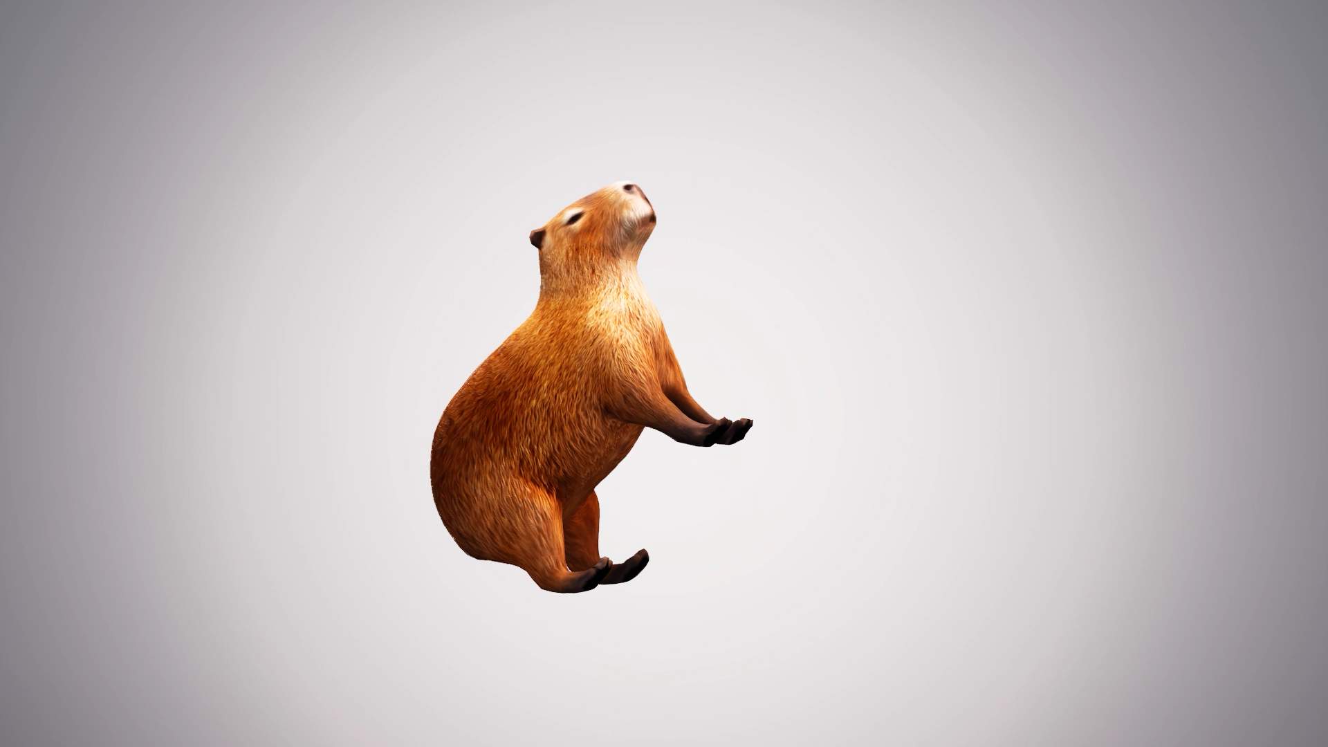 Spinning Capybara